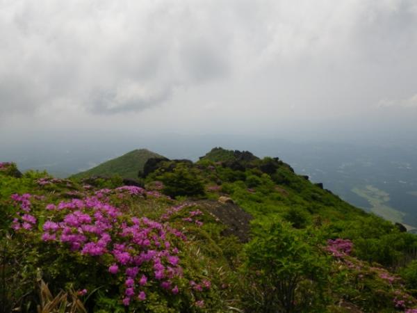 稲星山から白口岳への登山道は株こそ少ないものの、5～7分の咲き具合です。